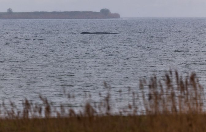 Der Buckelwal atmet inzwischen schwächer.<span class='image-autor'>Foto: Marcus Golejewski/dpa</span>