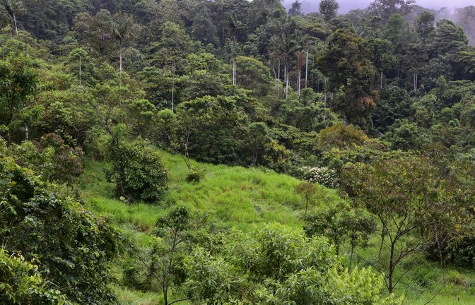 Dieser sich regenerierende Wald war noch vor wenigen Jahren eine Weide.<span class='image-autor'>Foto: Nico Blüthgen/TU Darmstadt/dpa</span>