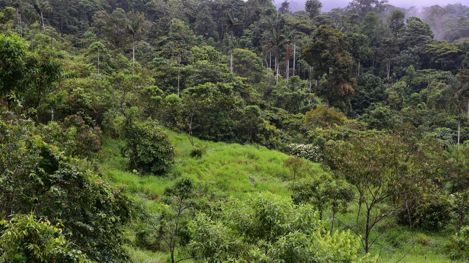 Dieser sich regenerierende Wald war noch vor wenigen Jahren eine Weide.Foto: Nico Blüthgen/TU Darmstadt/dpa