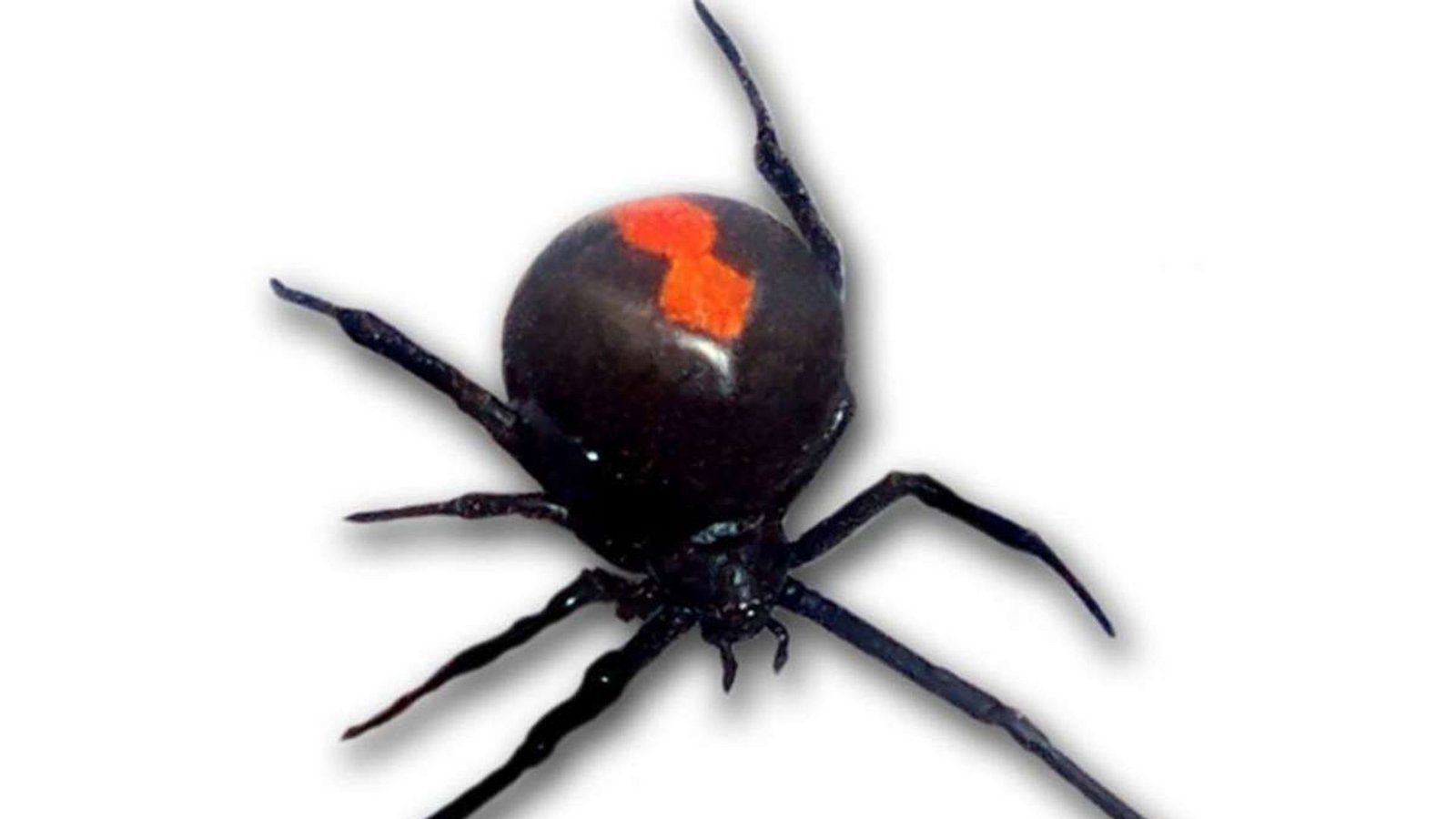 Rotrückenspinne (Latrodectus hasselti): Diese Spinnenart ist in Australien heimisch. Für den Menschen sind nur die Weibchen gefährlich. Ihr Gift führt zu Krämpfen und Schmerzen. Die Symptome dauern bis zu zwölf Stunden an und klingen dann ab. Lebensgefahr besteht, wenn durch die auftretenden Lähmungserscheinungen das Atemzentrum betroffen ist.Foto: Wikipedia commons/Fir0002/CC BY-SA 3.0 Rotrückenspinne (Latrodectus hasselti): Diese Spinnenart ist in Australien heimisch. Für den Menschen sind nur die Weibchen gefährlich. Ihr Gift führt zu Krämpfen und Schmerzen. Die Symptome dauern bis zu zwölf Stunden an und klingen dann ab. Lebensgefahr besteht, wenn durch die auftretenden Lähmungserscheinungen das Atemzentrum betroffen ist.Foto: Wikipedia commons/Fir0002/CC BY-SA 3.0