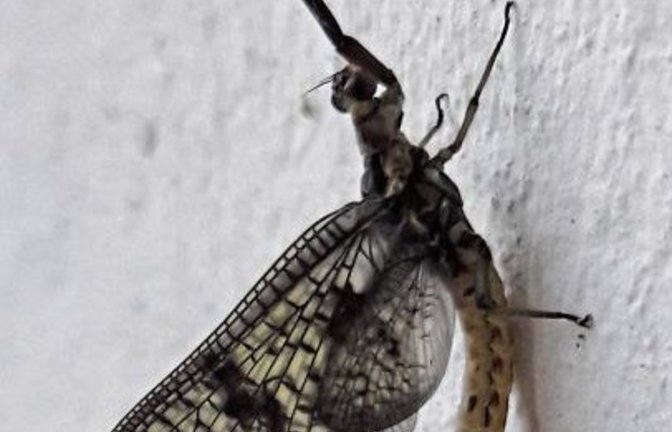 Das Insekt des Jahres 2021, die Dänische Eintagsfliege, beim VKZ-Besuch am Vaihinger Marktplatz.  Foto: Rücker