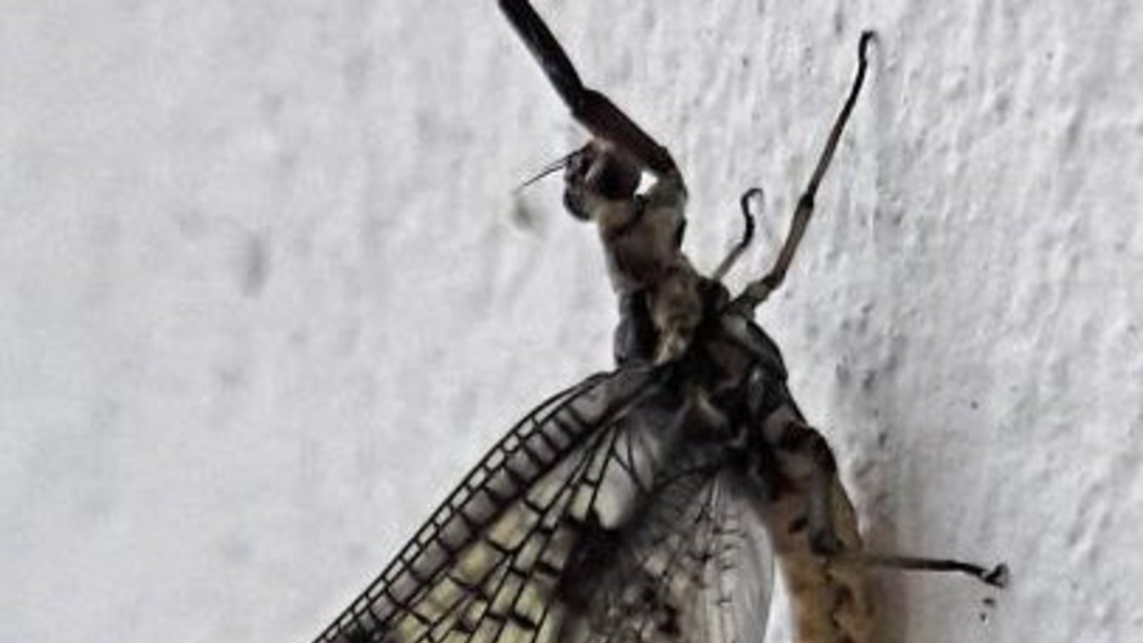 Das Insekt des Jahres 2021, die Dänische Eintagsfliege, beim VKZ-Besuch am Vaihinger Marktplatz.  Foto: Rücker