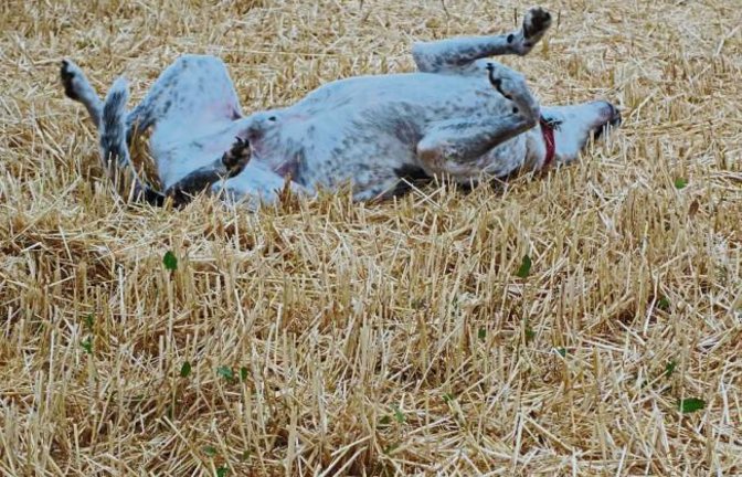 Endlich wieder hundefreundliche Temperaturen und Stoppelfelder.  Foto: Rücker