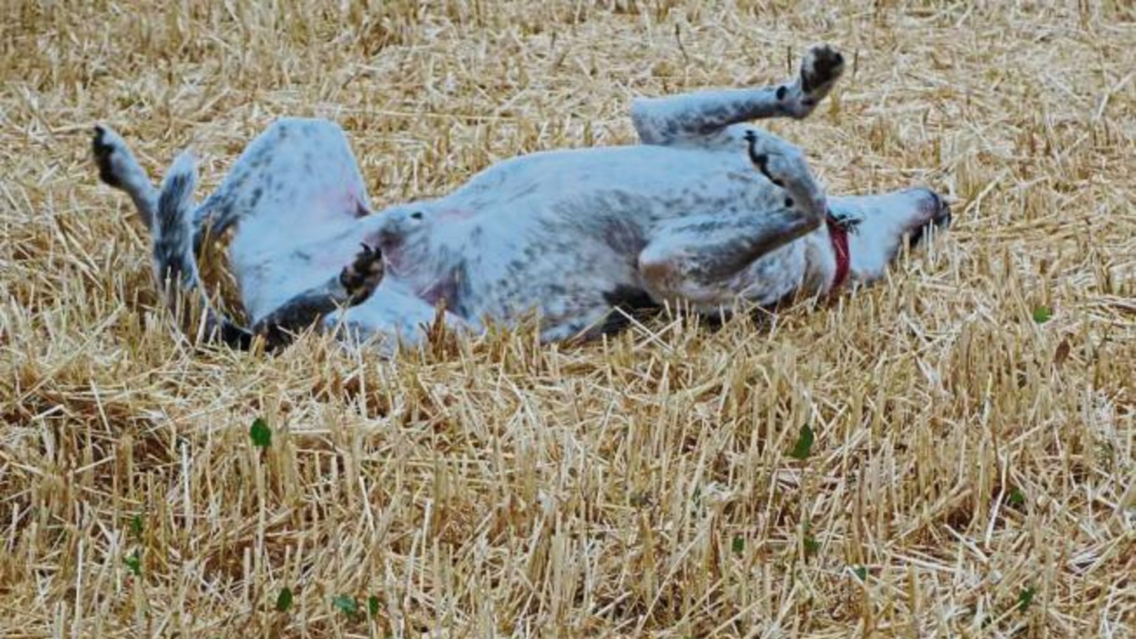 Endlich wieder hundefreundliche Temperaturen und Stoppelfelder.  Foto: Rücker
