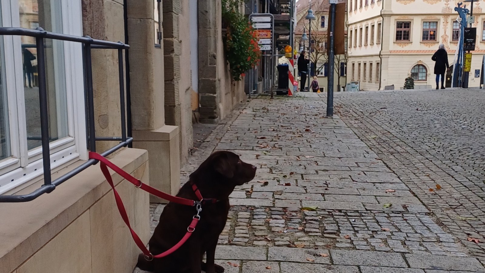 Wahrscheinliche Gedanken von Maya, die zum Metzgersladen blickt: „Ich armer, armer Hund, ach dürft’ ich doch nur mit da hinein ...“ Foto: Rücker