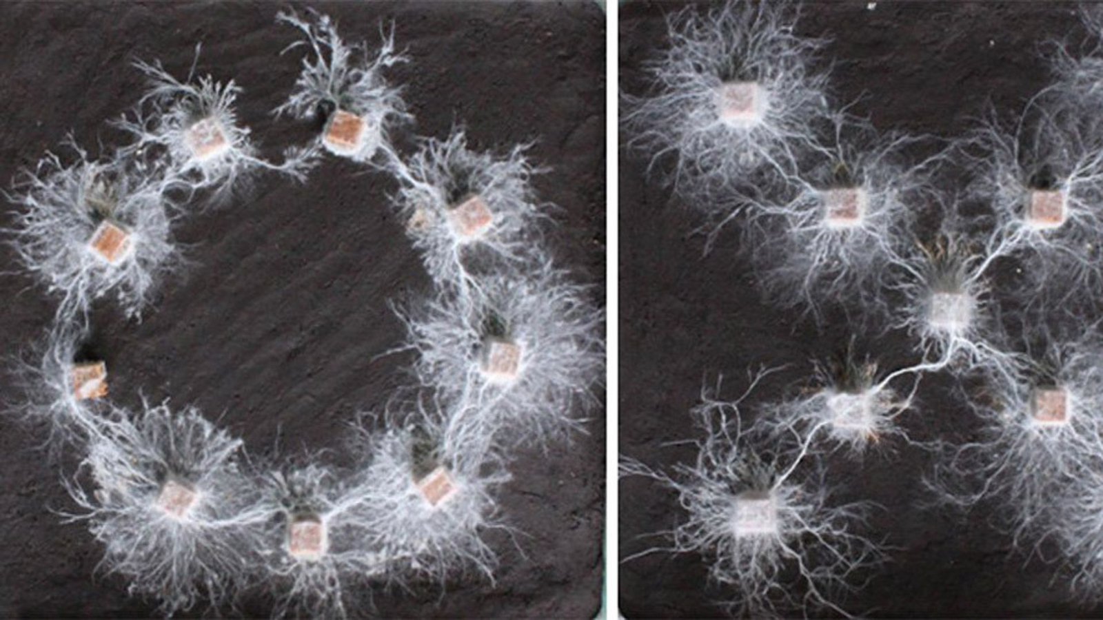 Pilz-Mycel-Netzwerke, die kreis- und kreuzförmig angeordnete Holzklötze verbinden.Foto: © Yu Fukasawa et al.