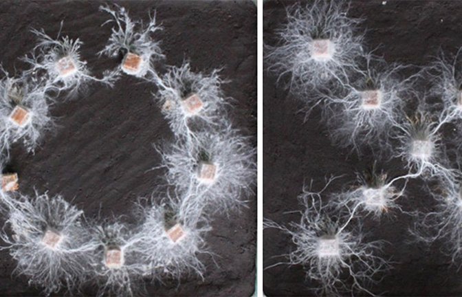 Pilz-Mycel-Netzwerke, die kreis- und kreuzförmig angeordnete Holzklötze verbinden.<span class='image-autor'>Foto: © Yu Fukasawa et al.</span>