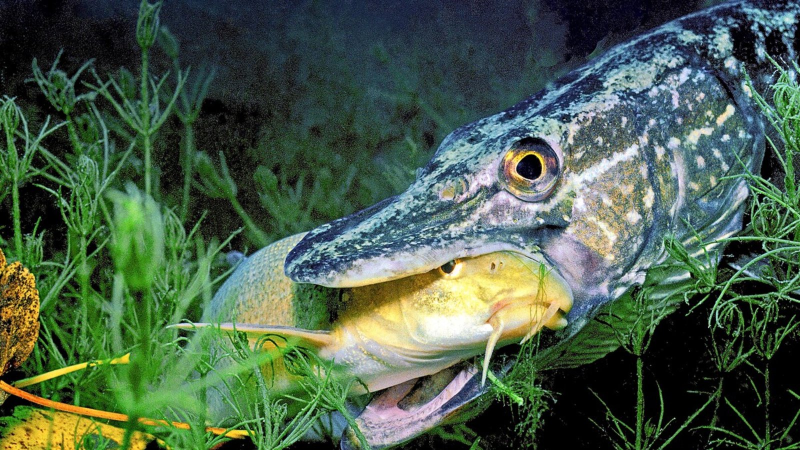Selbst der häufig vorkommende Hecht steht für den Neckar mittlerweile auf der Vorwarnliste. Dieser Hecht hat eine Flussbarbe im Maul; auch diese Art zählt als gefährdet.Foto: Mauritius Images Selbst der häufig vorkommende Hecht steht für den Neckar mittlerweile auf der Vorwarnliste. Dieser Hecht hat eine Flussbarbe im Maul; auch diese Art zählt als gefährdet.Foto: Mauritius Images