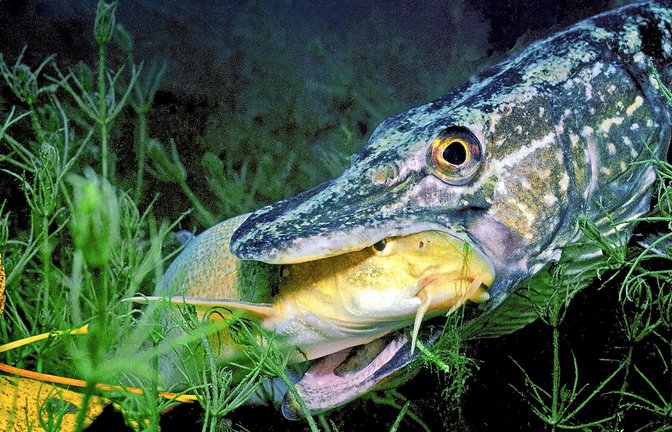Selbst der häufig vorkommende Hecht steht für den Neckar mittlerweile auf der Vorwarnliste. Dieser Hecht hat eine Flussbarbe im Maul; auch diese Art zählt als gefährdet.<span class='image-autor'>Foto: Mauritius Images</span>