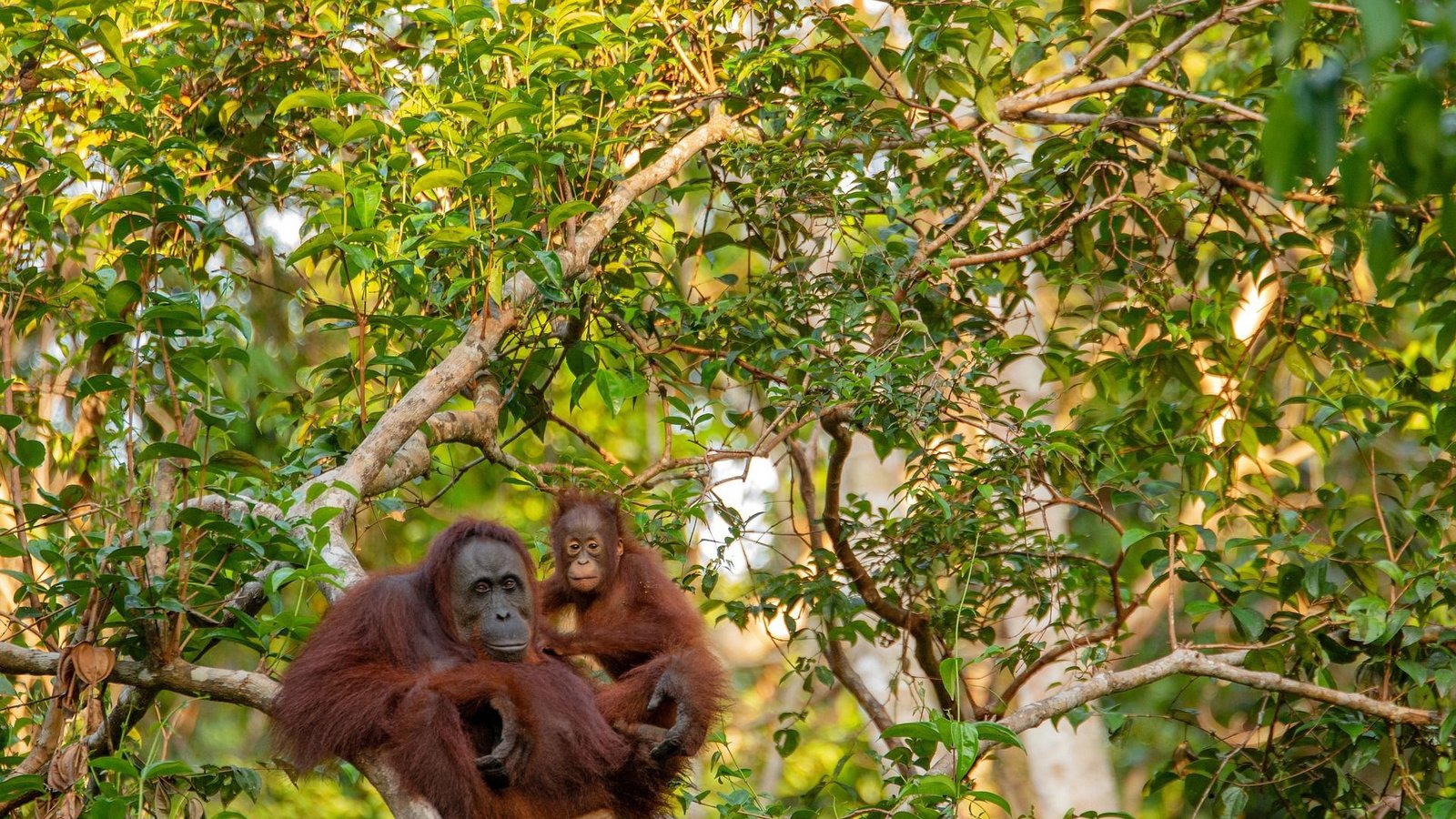 Orang-Utans zählen zu einer der bedrohtesten Arten auf der Erde.Foto: Pixabay Orang-Utans zählen zu einer der bedrohtesten Arten auf der Erde.Foto: Pixabay