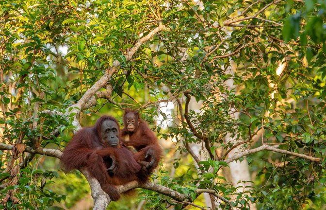 Orang-Utans zählen zu einer der bedrohtesten Arten auf der Erde.<span class='image-autor'>Foto: Pixabay</span>