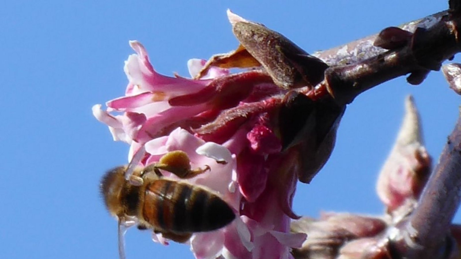 Aktive Honigbiene von Werner Katzenwadel. Aktive Honigbiene von Werner Katzenwadel.