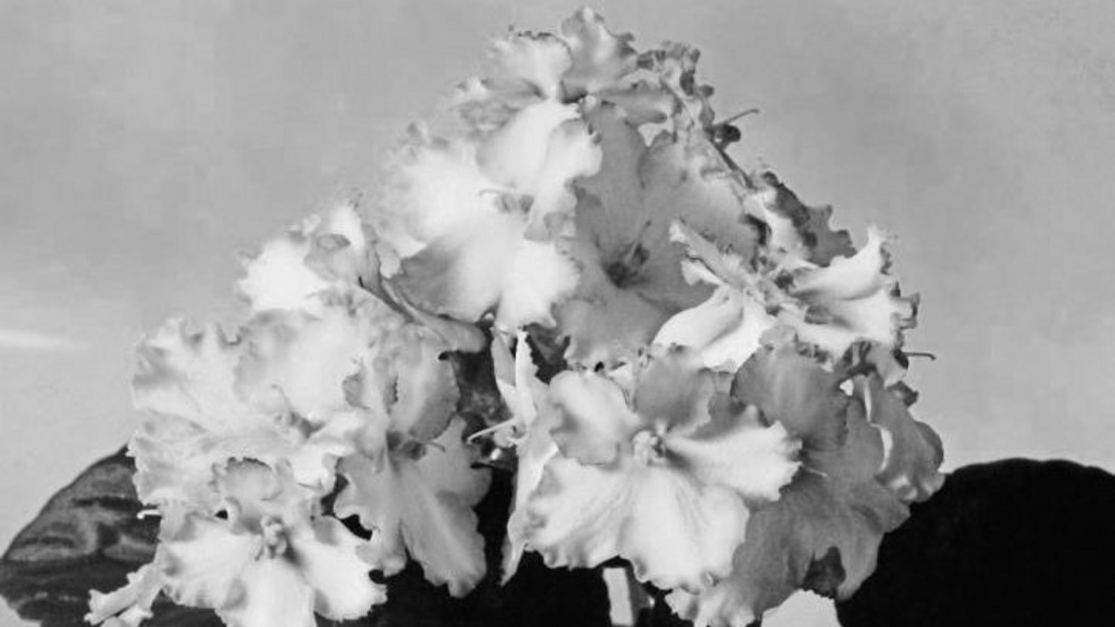 Das ganze Jahr über mit üppiger Blüte: das Usambaraveilchen. Foto: Senn