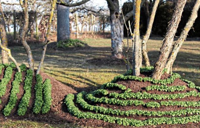Ackersalat als künstlerischer Naturaspekt, entdeckt in Vaihingen von Maurus Senn.