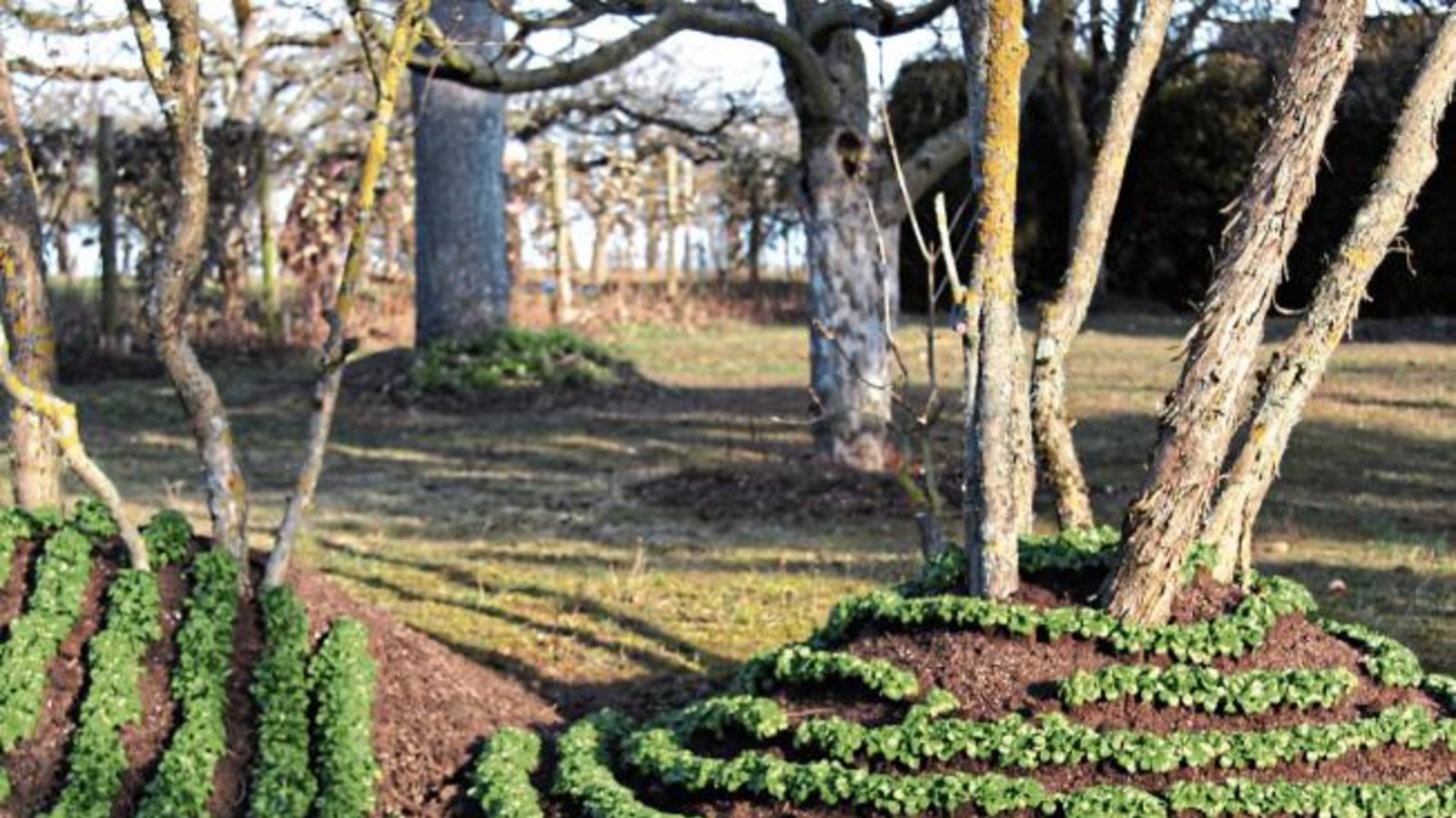 Ackersalat als künstlerischer Naturaspekt, entdeckt in Vaihingen von Maurus Senn.