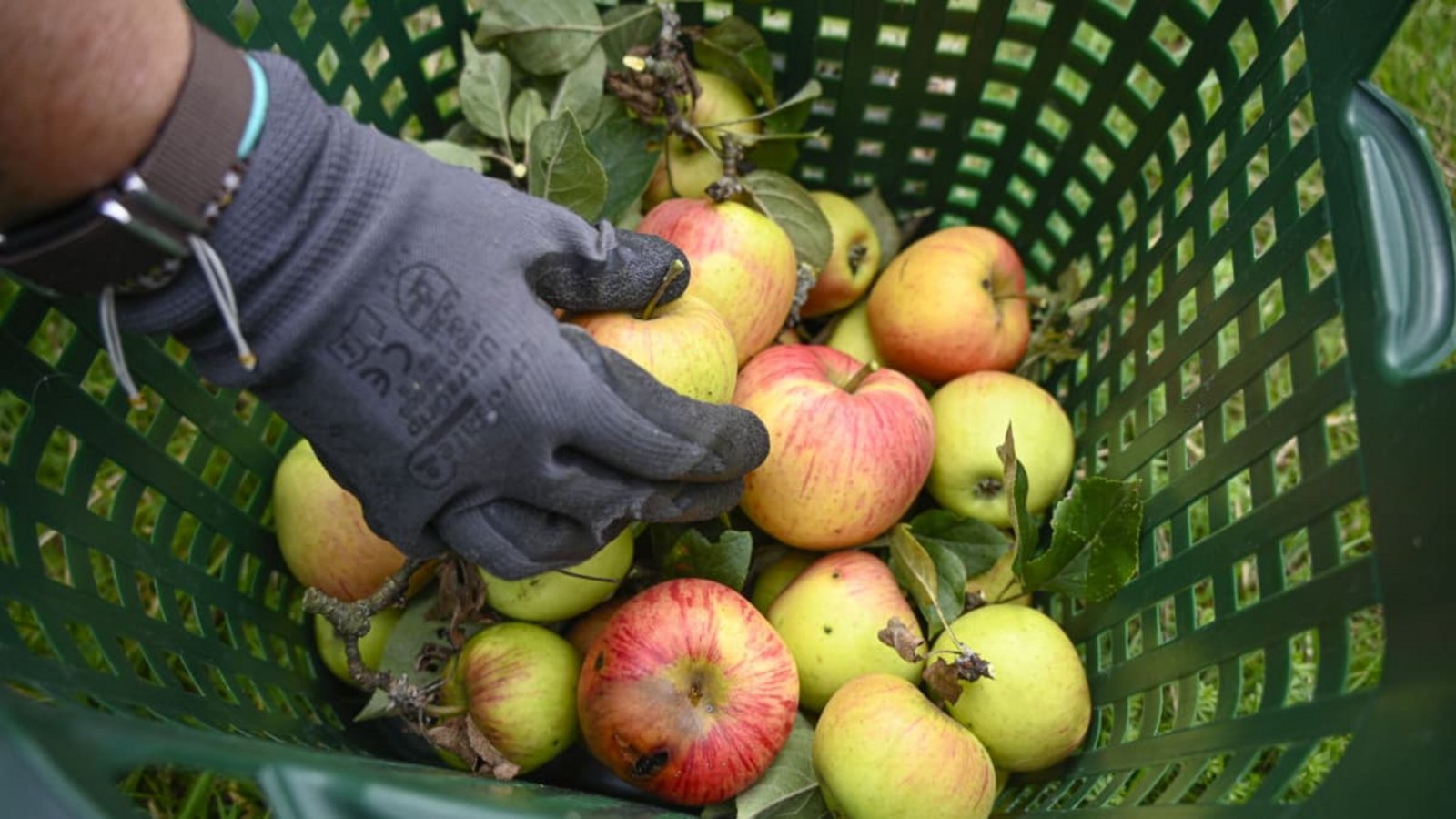 Die deutschen Obstbauern erwarten in diesem Jahr eine mittelmäßige Ernte (Symbolfoto).Heike Lyding/epd