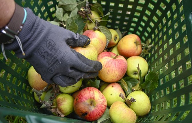 Die deutschen Obstbauern erwarten in diesem Jahr eine mittelmäßige Ernte (Symbolfoto).<span class='image-autor'>Heike Lyding/epd</span>