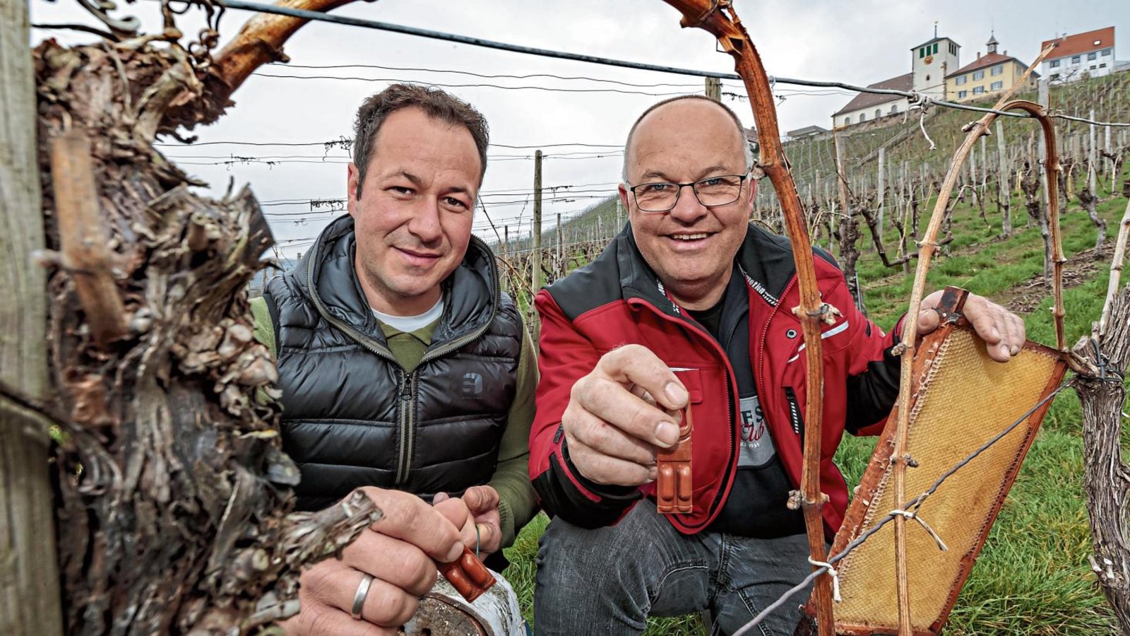 Samuel (links) und Klaus Weiberle gehören zum Vorstand der Rebschutzgemeinschaft Hohenhaslach. Sie zeigen, wie die Pheromonampullen aussehen. Wie sie sagen, schaden diese weder Natur noch Nützlingen. Foto: Pangerl Samuel (links) und Klaus Weiberle gehören zum Vorstand der Rebschutzgemeinschaft Hohenhaslach. Sie zeigen, wie die Pheromonampullen aussehen. Wie sie sagen, schaden diese weder Natur noch Nützlingen. Foto: Pangerl