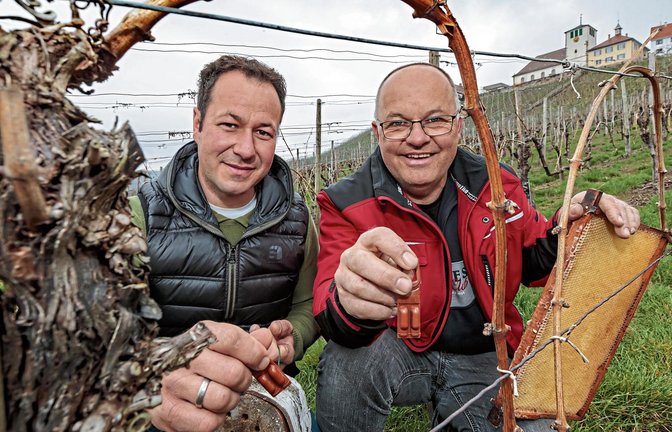 Samuel (links) und Klaus Weiberle gehören zum Vorstand der Rebschutzgemeinschaft Hohenhaslach. Sie zeigen, wie die Pheromonampullen aussehen. Wie sie sagen, schaden diese weder Natur noch Nützlingen.  Foto: Pangerl