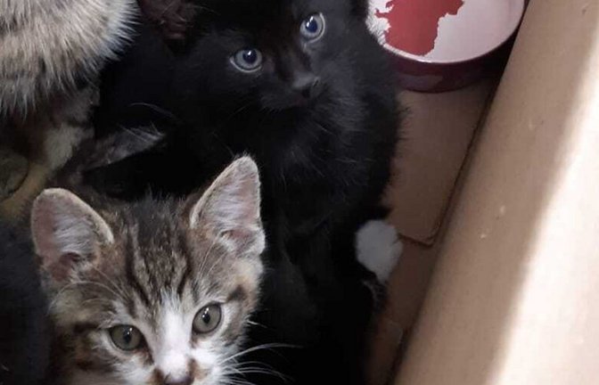 Zwei der fünf Katzenbabys, die gemeinsam mit ihren Eltern gerettet wurden.<span class='image-autor'>Foto: Polizeipräsidium Mannheim</span>