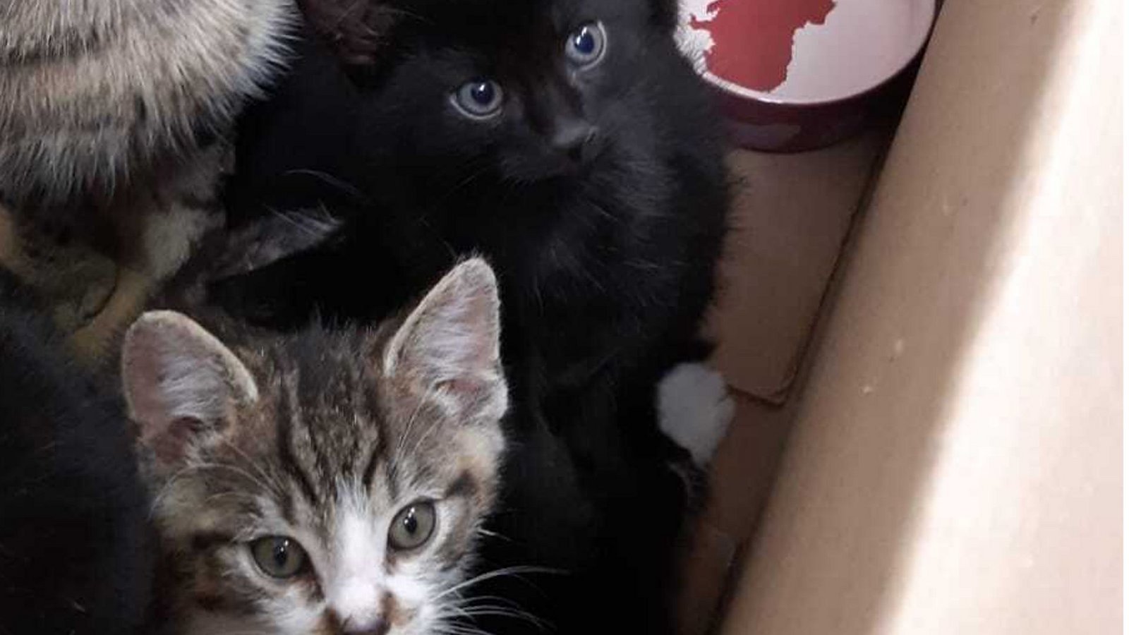 Zwei der fünf Katzenbabys, die gemeinsam mit ihren Eltern gerettet wurden.Foto: Polizeipräsidium Mannheim Zwei der fünf Katzenbabys, die gemeinsam mit ihren Eltern gerettet wurden.Foto: Polizeipräsidium Mannheim