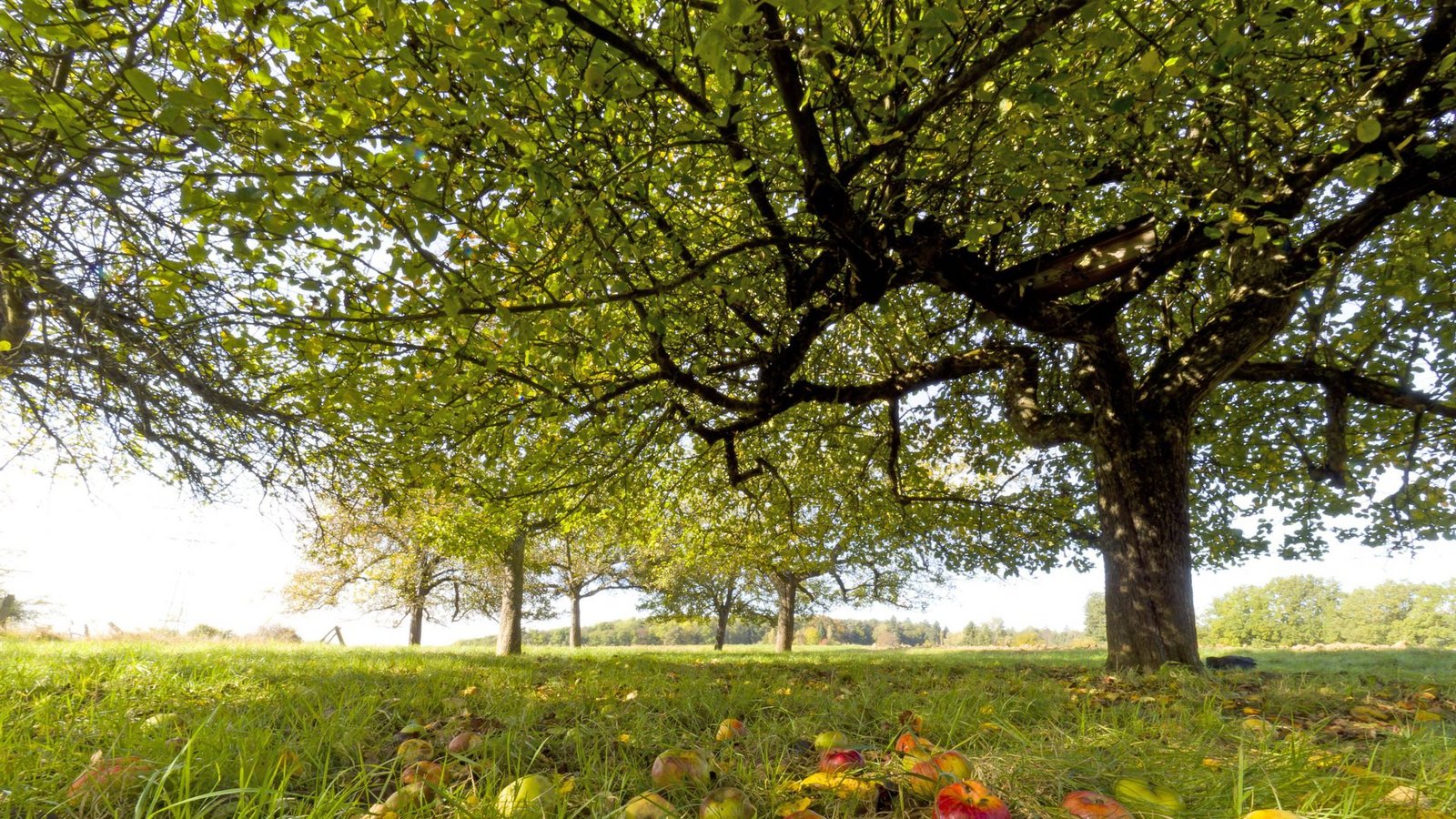 Wenn Streuobst nicht geerntet wird, verfaulen die Früchte auf dem Boden. Das freut zwar Insekten, allerdings gehen dabei auch lokale Lebensmittel verlorenFoto: imago/Ottfried Schreiter