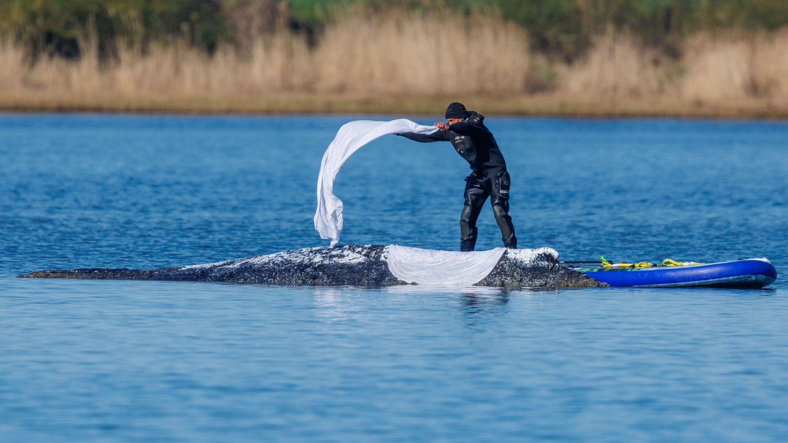 Helfer bedeckten den Wal zum Schutz vor der Sonne mit nassen Tüchern.Foto: Jens Büttner/dpa