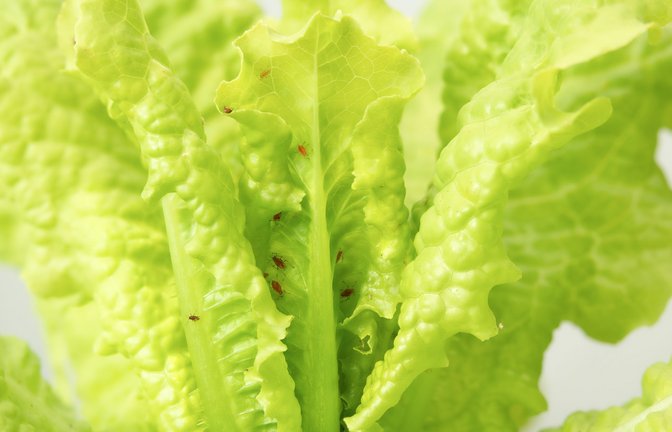 Salat mit Blattläusen entdeckt? Ob Sie den Salat trotzdem essen können und wie Sie die Läuse sicher entfernen, erfahren Sie hier.<span class='image-autor'>Foto: Sophiecat / Shutterstock.com</span>