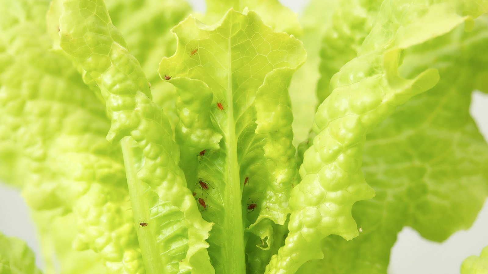 Salat mit Blattläusen entdeckt? Ob Sie den Salat trotzdem essen können und wie Sie die Läuse sicher entfernen, erfahren Sie hier.Foto: Sophiecat / Shutterstock.com Salat mit Blattläusen entdeckt? Ob Sie den Salat trotzdem essen können und wie Sie die Läuse sicher entfernen, erfahren Sie hier.Foto: Sophiecat / Shutterstock.com