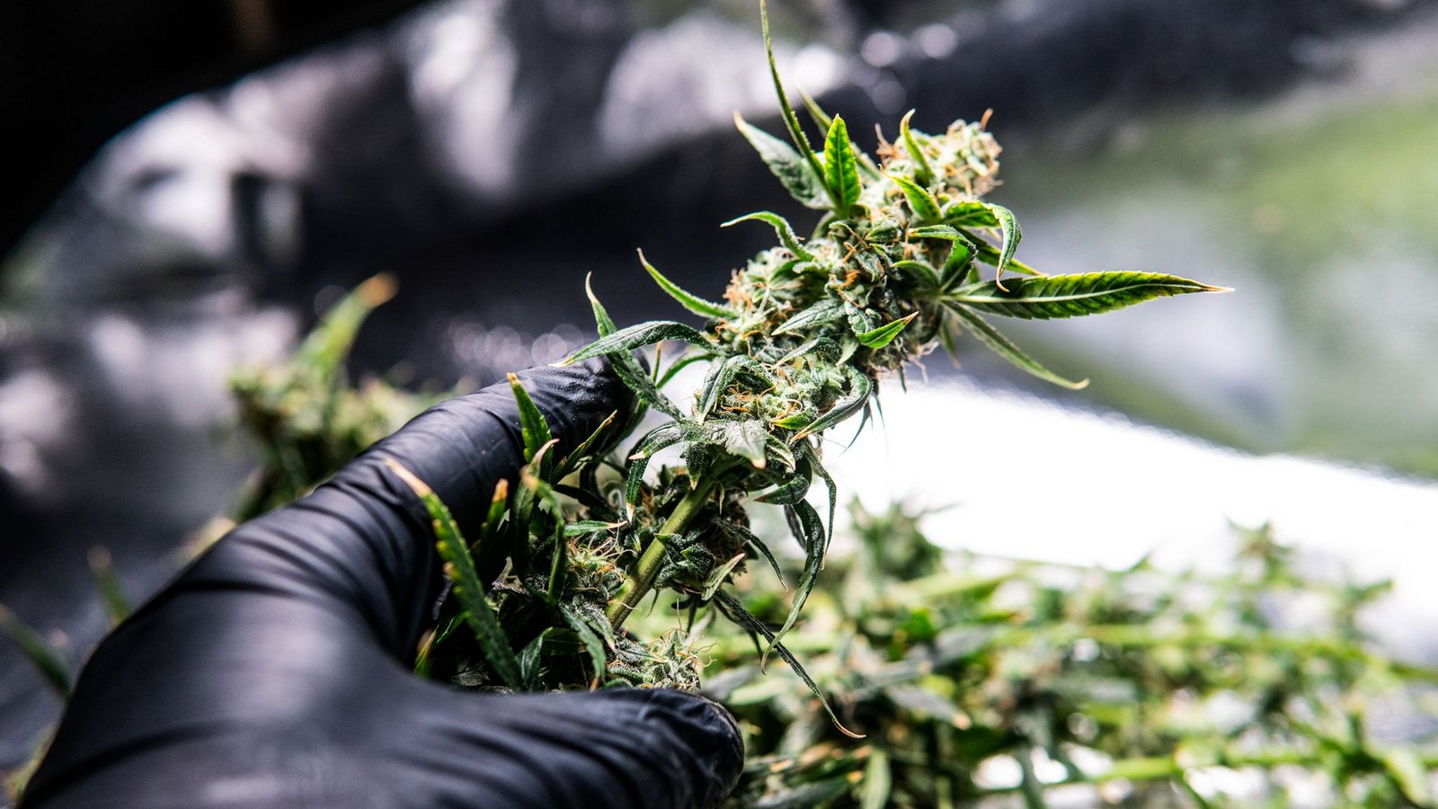 Der Anbau von Marihuana erfordert Geduld. Insgesamt sind die Pflanzen aber relativ pflegeleicht.Foto: IMAGO/Pond5 Images/IMAGO/xcavanimagesx