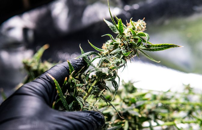 Der Anbau von Marihuana erfordert Geduld. Insgesamt sind die Pflanzen aber relativ pflegeleicht.<span class='image-autor'>Foto: IMAGO/Pond5 Images/IMAGO/xcavanimagesx</span>