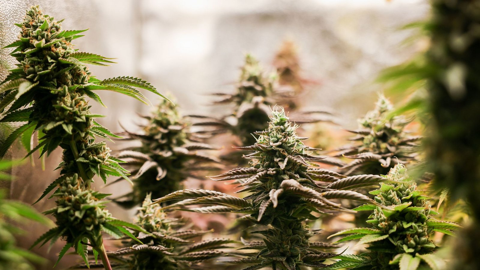 38 Vereine im Südwesten haben zum Anbau von Cannabis ihre Betriebserlaubnis beantragt. (Symbolbild)Foto: dpa/Christian Charisius 38 Vereine im Südwesten haben zum Anbau von Cannabis ihre Betriebserlaubnis beantragt. (Symbolbild)Foto: dpa/Christian Charisius