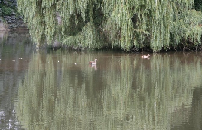 Die Nilgans von Ferne auf der Enz in Vaihingen. Foto: Rücker