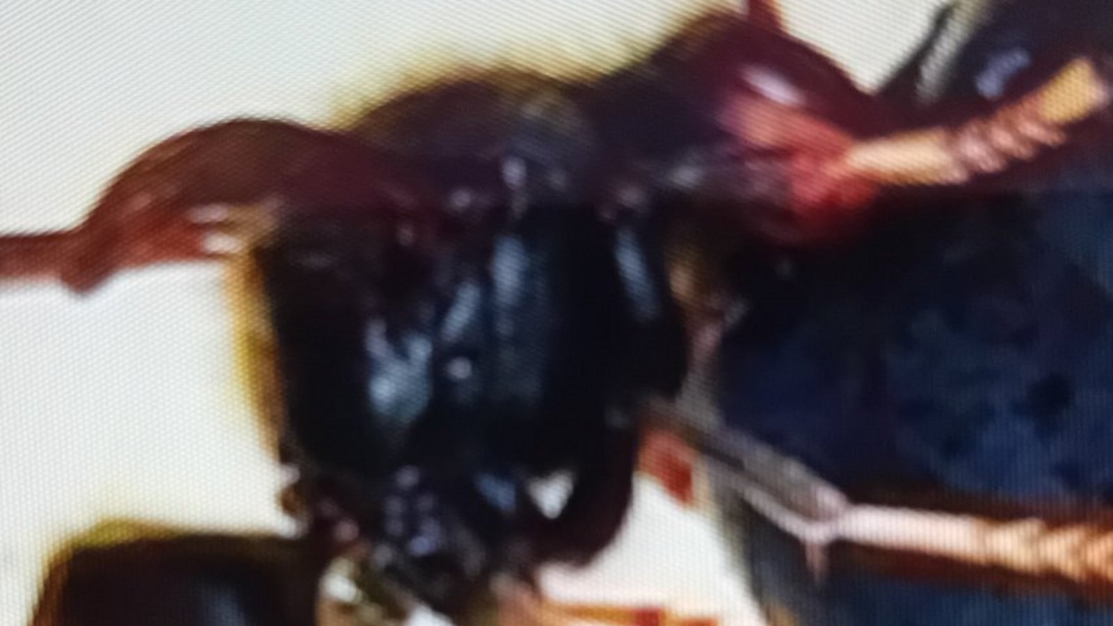 Die Asiatische Hornisse, die Walter Kasper in der Kernstadt entdeckte. Erkennungsmerkmal sind unter anderem die schwarz-gelben Beine und der eher dunkle Hinterleib. Foto: Kasper