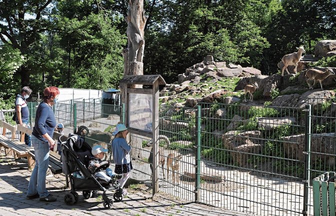 Die Tiere begrüßen neugierig die ersten Besucher im Wildpark Pforzheim. Fotos: Friedrich