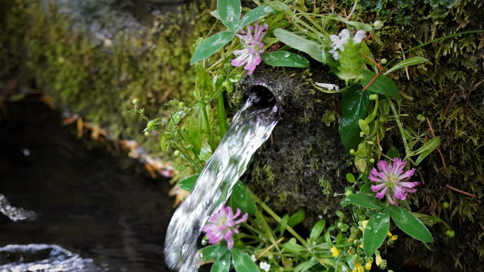 Der Gündelbacher Rudi Thalhäuser hat diesen Schnappschuss gemacht und schreibt dazu: „Die Horrheimer wissen frisches Quellwasser zu schätzen und schmücken ihren Lauerbrunnen wunderschön.“ Der Gündelbacher Rudi Thalhäuser hat diesen Schnappschuss gemacht und schreibt dazu: „Die Horrheimer wissen frisches Quellwasser zu schätzen und schmücken ihren Lauerbrunnen wunderschön.“