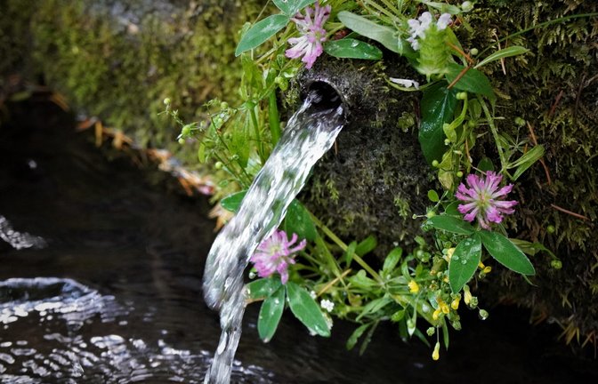 Der Gündelbacher Rudi Thalhäuser hat diesen Schnappschuss gemacht und schreibt dazu: „Die Horrheimer wissen frisches Quellwasser zu schätzen und schmücken ihren Lauerbrunnen wunderschön.“