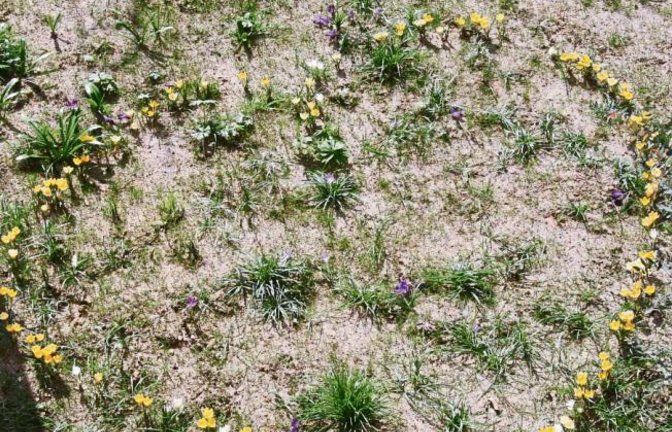 Herzlich willkommen, lieber Frühling. Foto: Senn