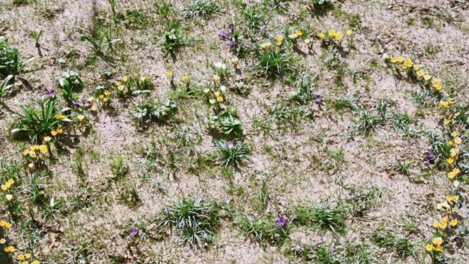 Herzlich willkommen, lieber Frühling. Foto: Senn