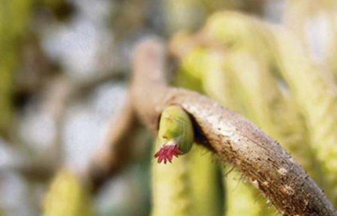 Winzig: die weiblichen Blüten des Haselstrauchs. Foto: Rücker