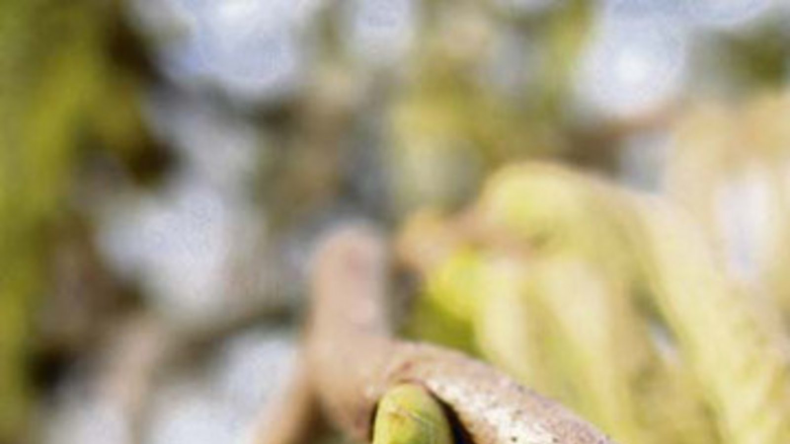 Winzig: die weiblichen Blüten des Haselstrauchs. Foto: Rücker Winzig: die weiblichen Blüten des Haselstrauchs. Foto: Rücker