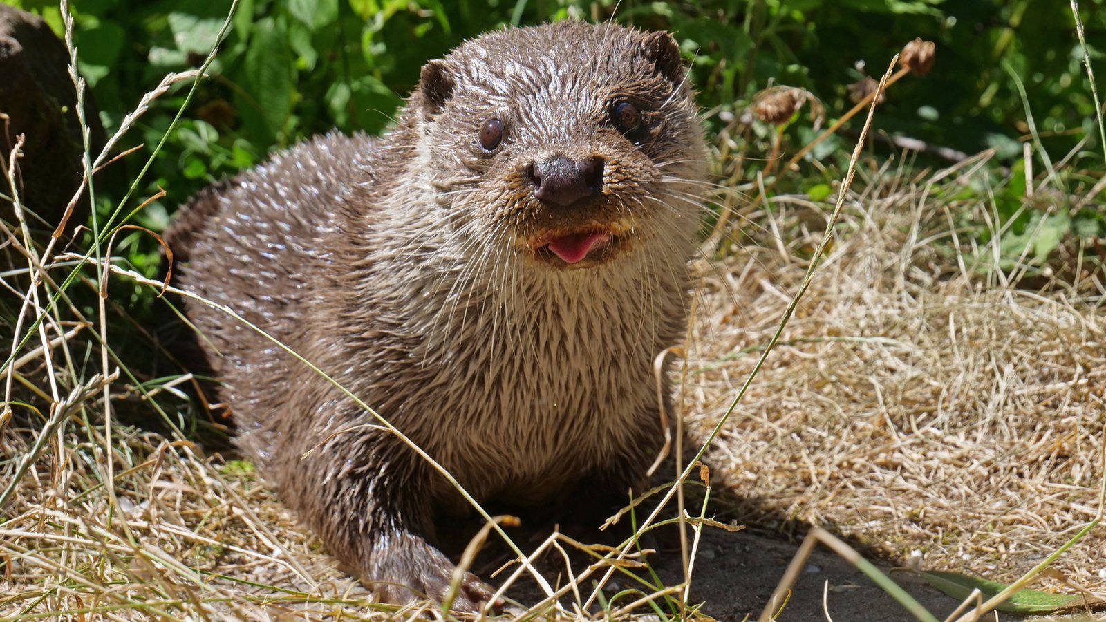 Der Otter lebt gerne heimlich