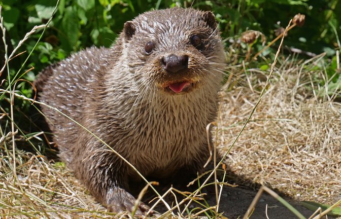Zwei Otter sind im Wildpark Pforzheim zu Hause. Man bekommt sie aber nur selten zu Gesicht. Sie lieben die Ruhe und das Schläfchen an Land, wenn sie nicht gerade im Wasser schwimmen und tauchen. <span class='image-autor'>Foto: Friedrich</span>