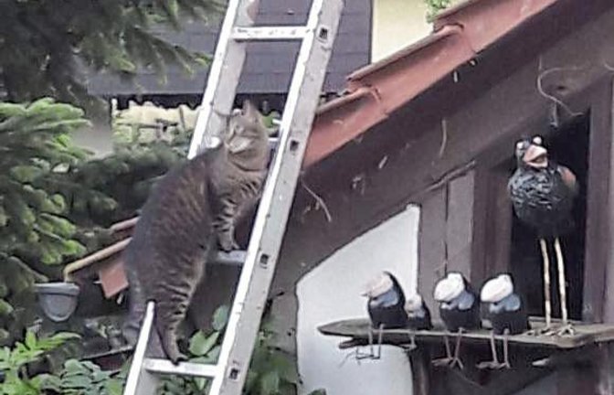 Ganz schön clever: Die Katze hat wohl durchschaut, dass die Vögel nicht echt sind, und dreht ab. Gesehen im Garten der Ensinger Familie Grüdl.
