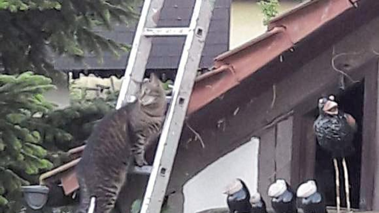 Ganz schön clever: Die Katze hat wohl durchschaut, dass die Vögel nicht echt sind, und dreht ab. Gesehen im Garten der Ensinger Familie Grüdl.
