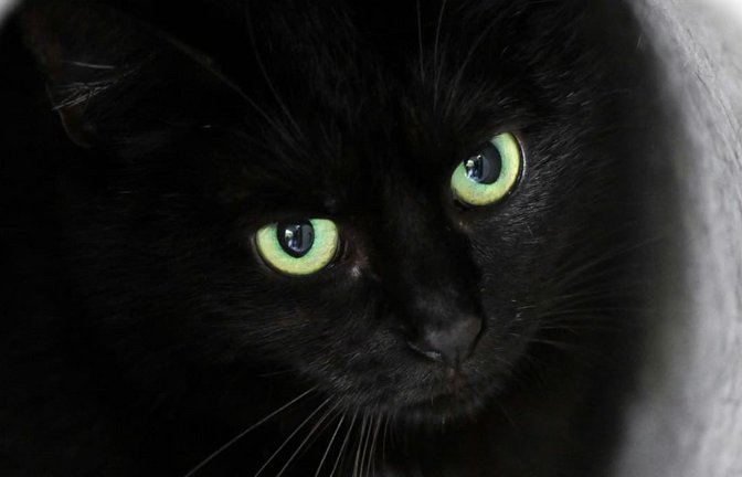 Quicklebendig, aber beleidigt: Die Katze im Brandhaus am Leonberger Marktplatz lässt sich nicht locken (Symbolbild).<span class='image-autor'>dpa</span>