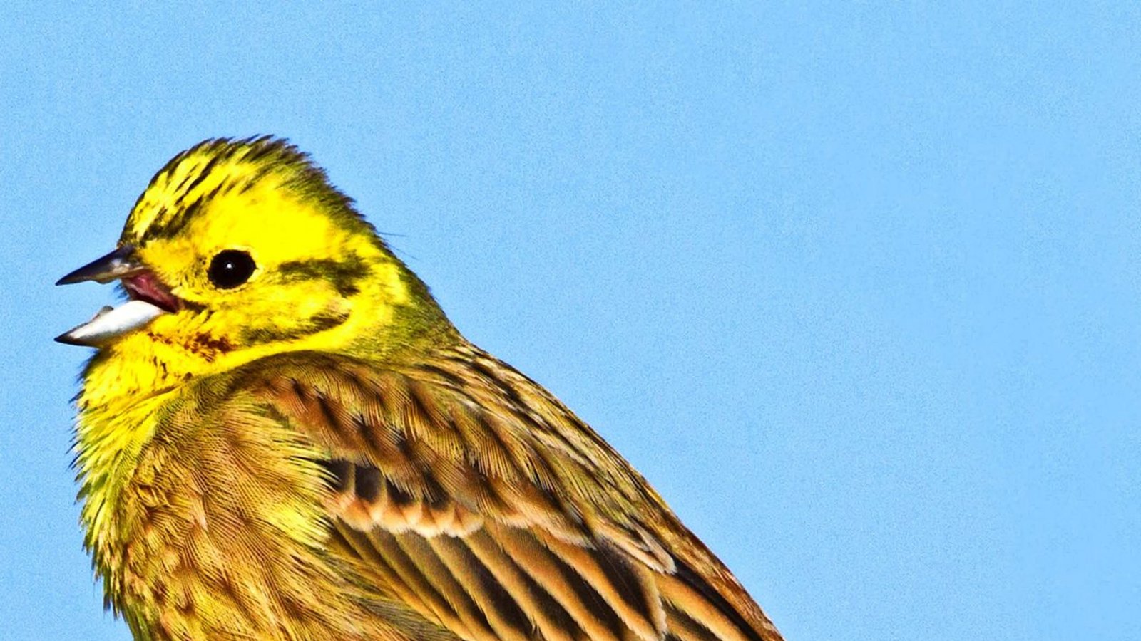 Goldammer (Emberiza citrinella).Foto: dpa Goldammer (Emberiza citrinella).Foto: dpa
