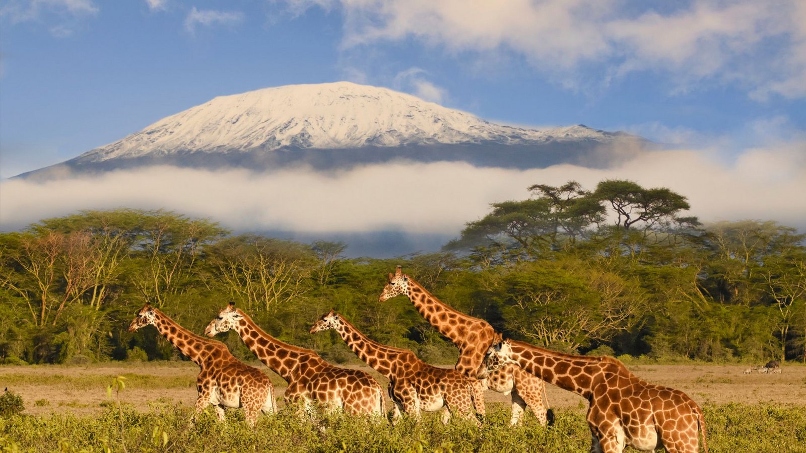 Der Kilimandscharo hat es auf Platz acht geschafft.Foto: Getty Images/iStockphoto/Christiane Schwerin Der Kilimandscharo hat es auf Platz acht geschafft.Foto: Getty Images/iStockphoto/Christiane Schwerin