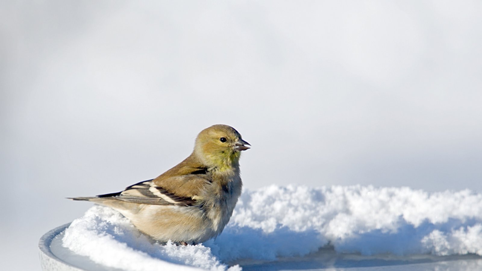 Erfahren Sie, wie Sie eine Vogeltränke im Winter vor Frost schützen können. Alle Möglichkeiten im Überblick.Foto: Al Mueller / Shutterstock.com