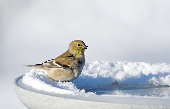 Erfahren Sie, wie Sie eine Vogeltränke im Winter vor Frost schützen können. Alle Möglichkeiten im Überblick.<span class='image-autor'>Foto: Al Mueller / Shutterstock.com</span>